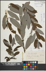 Foto von Salix appendiculata Vill.